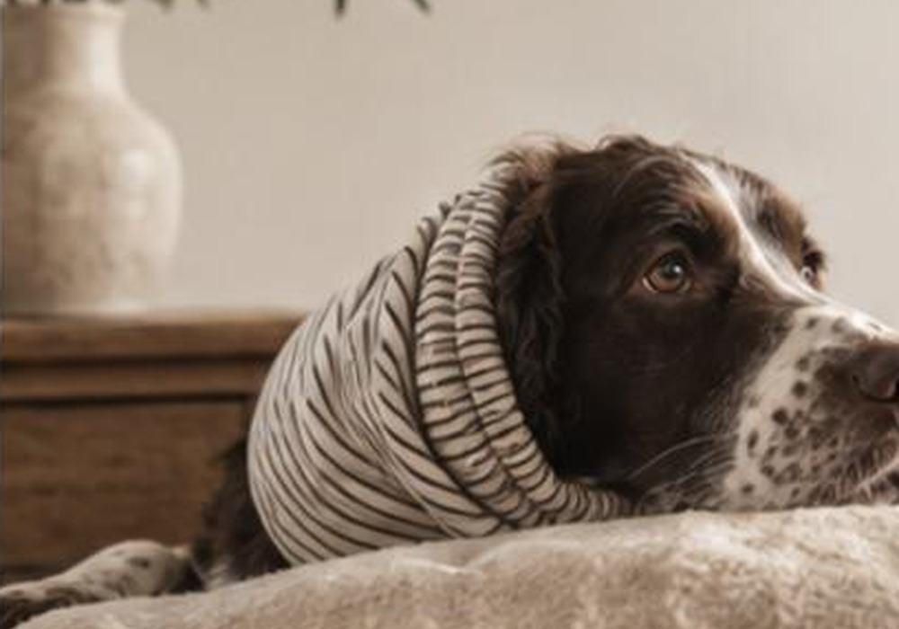 Olmo wearing a striped snood